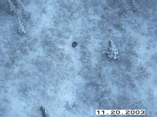 Moose Survey, Yukon-Charley, 2003 2