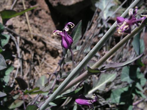 Streptanthus carinatus. Big Bend National Park, Route 13, mile 15. February 2005