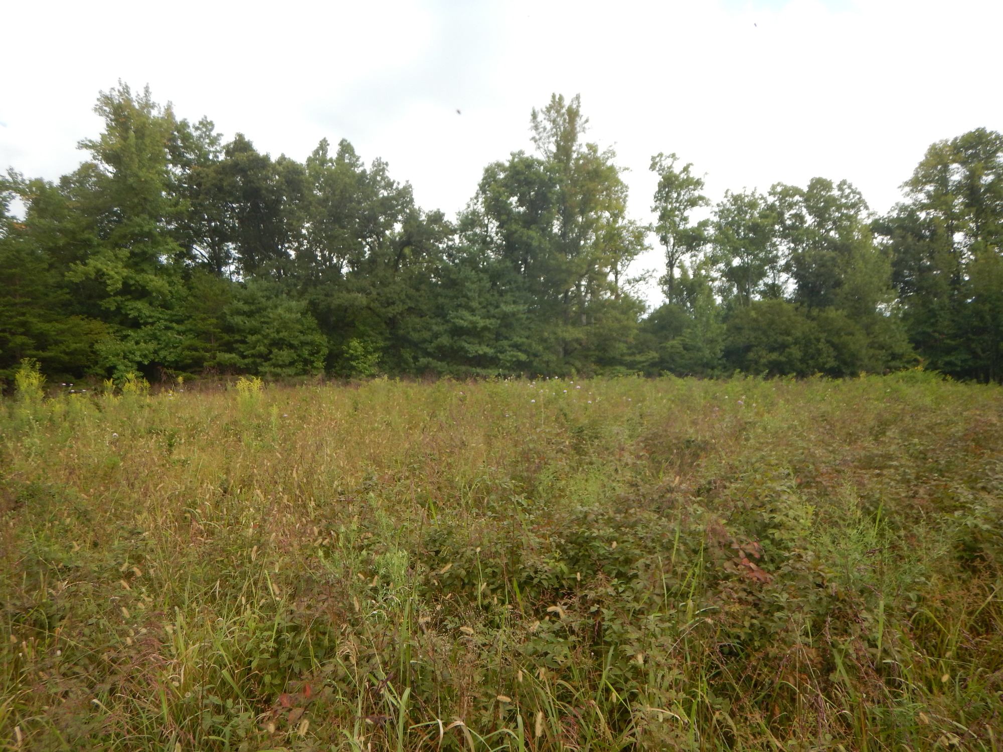 GRSM Accuracy Assessment. Plot Code: GRSM_AA_0633_2