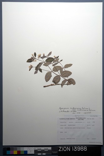 Herbarium Specimen Sheet 13988