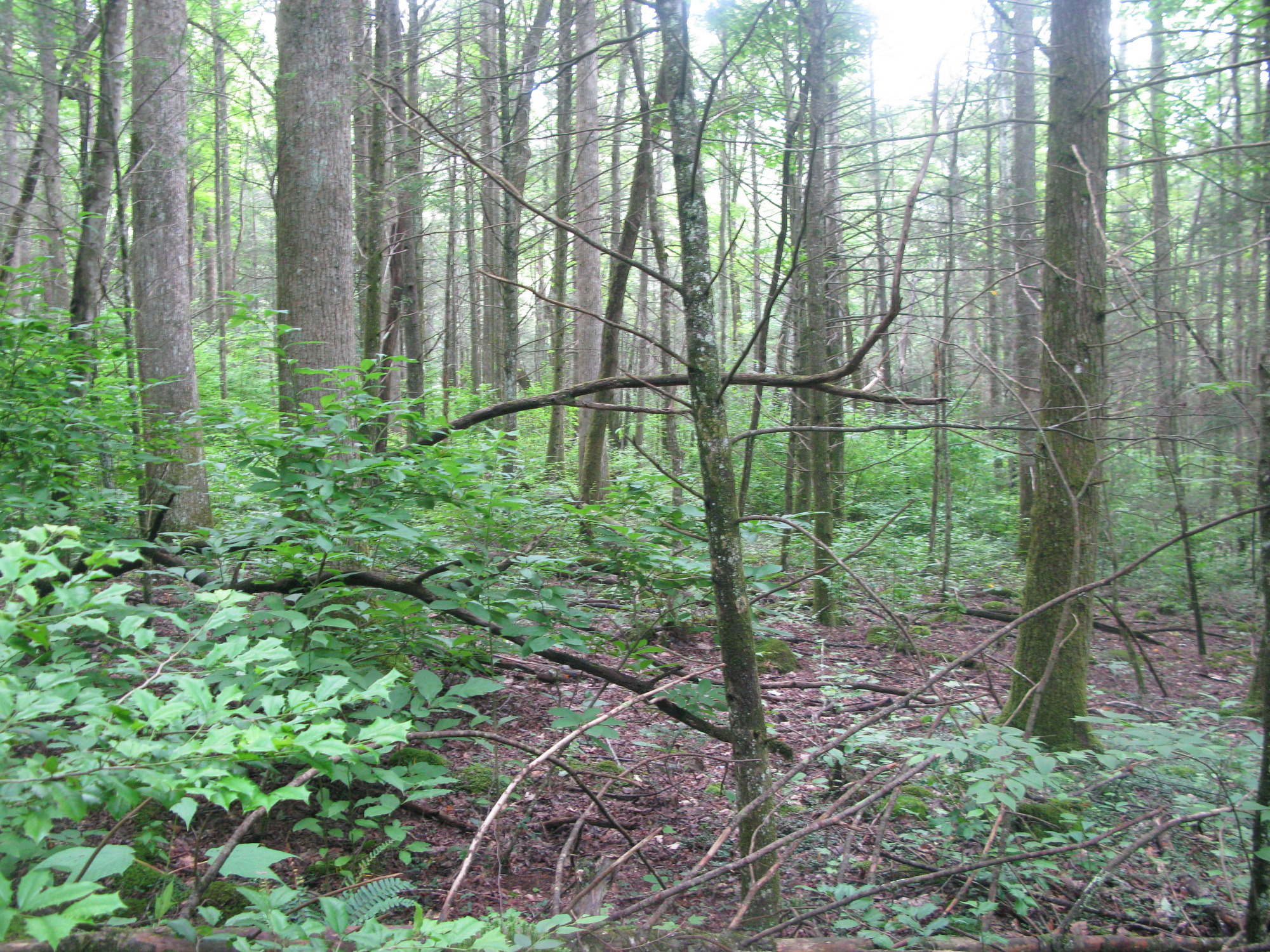 GRSM Accuracy Assessment. Plot Code: GRSM_AA_0619_6