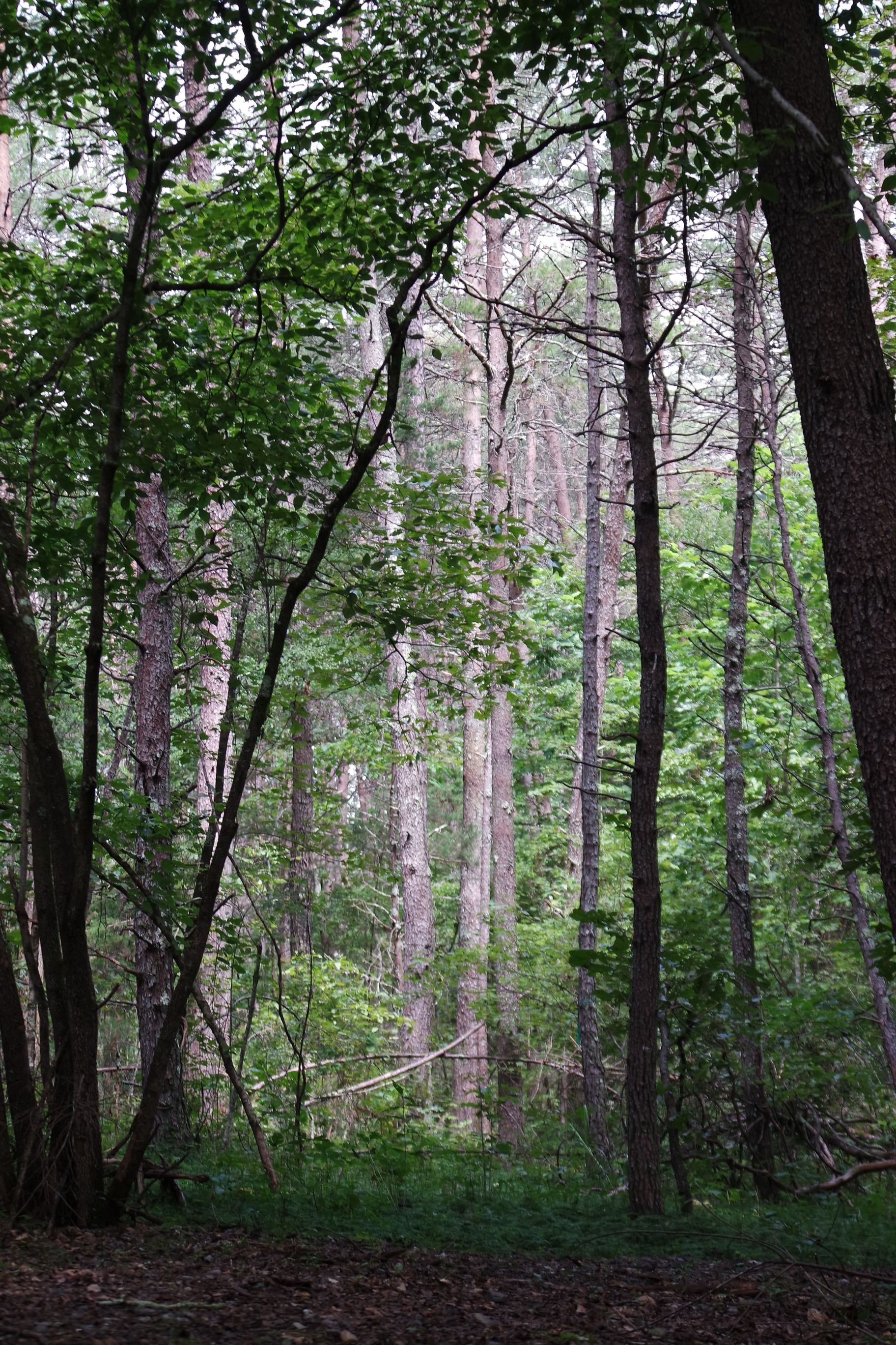 A thick forest with tall and close trees. 