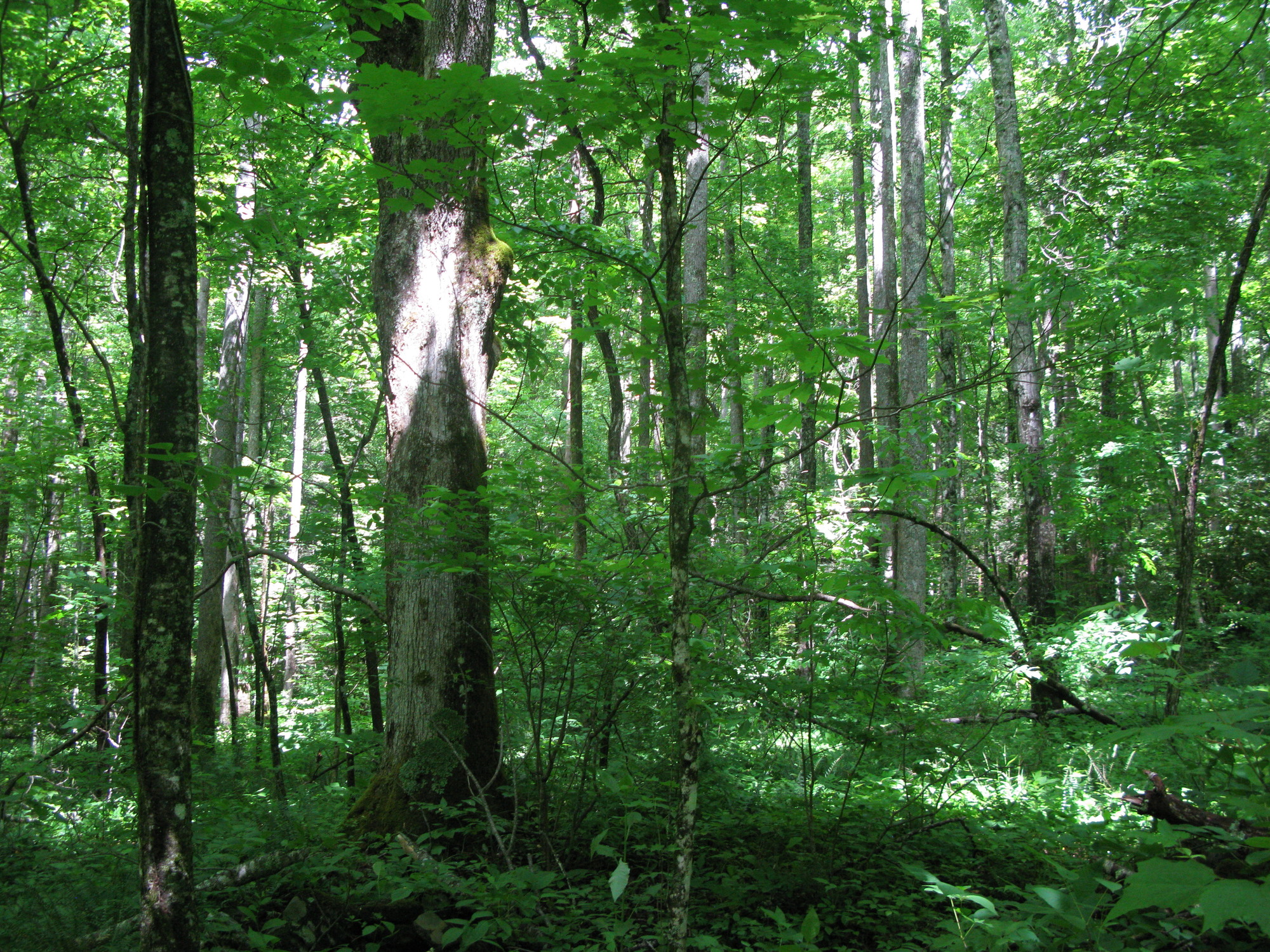 GRSM Accuracy Assessment. Plot Code: GRSM_AA_0647