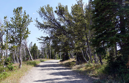 Whitebark pine trees