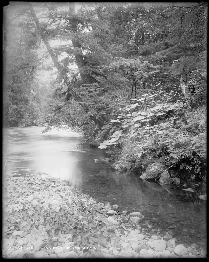 Eroding stream bank with large rocks and leaning trees and understory plants.