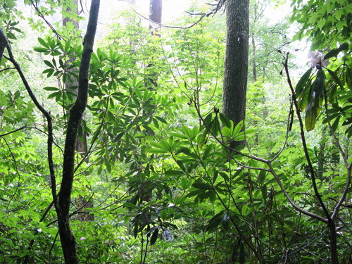 GRSM Accuracy Assessment. Plot Code: GRSM_AA_0767_6