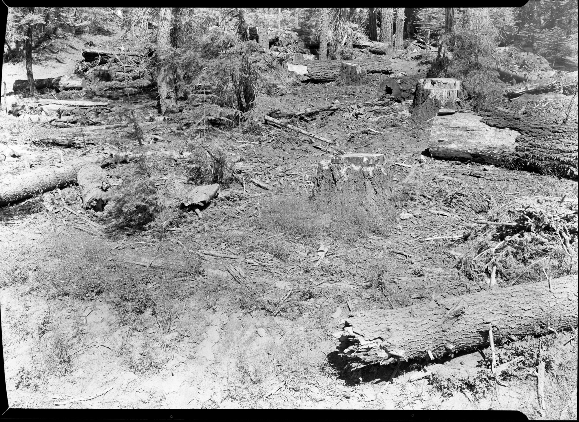 Aspen Valley logging operations.