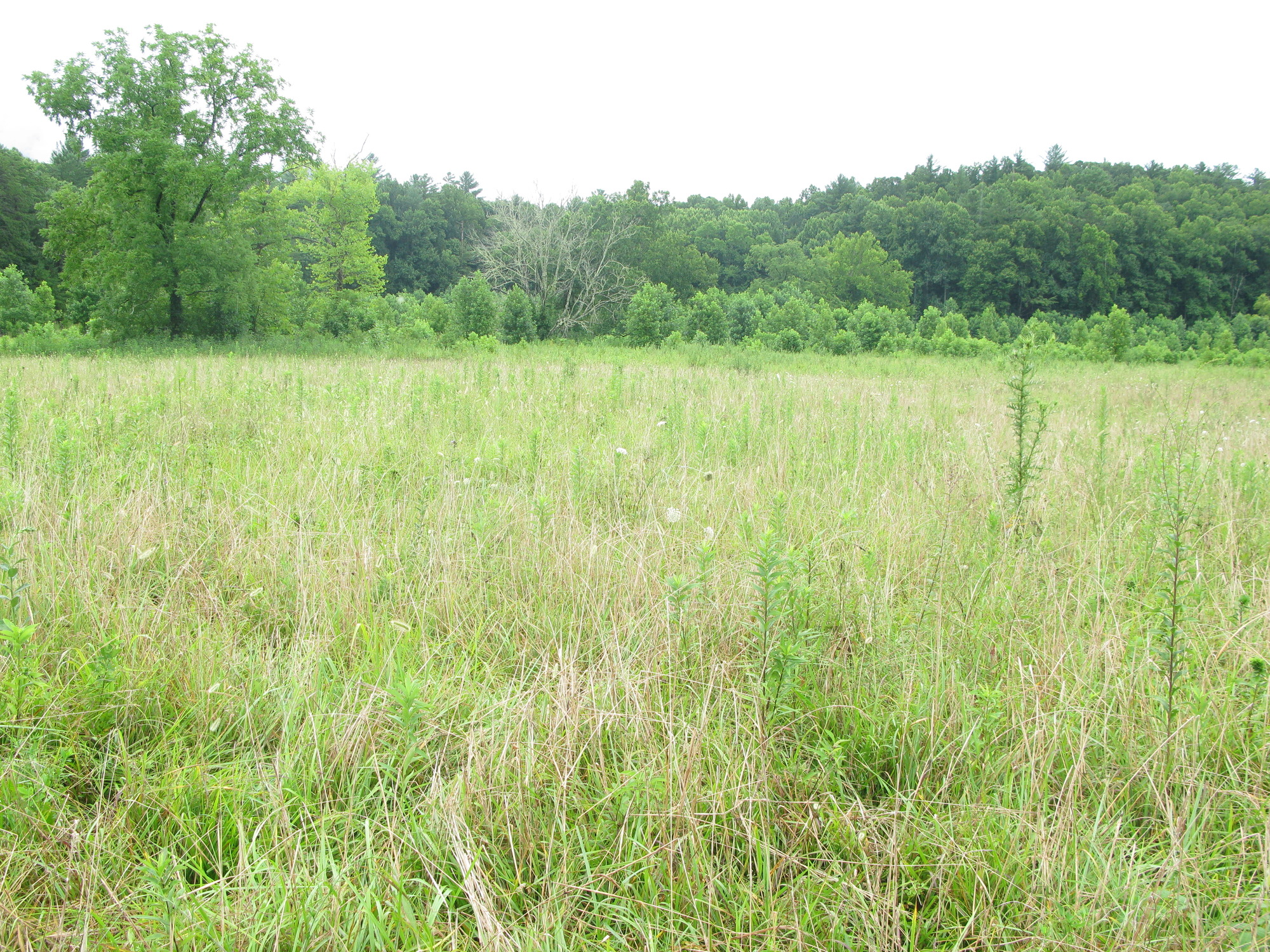 Plot Code: GRSM_AA_0470_4