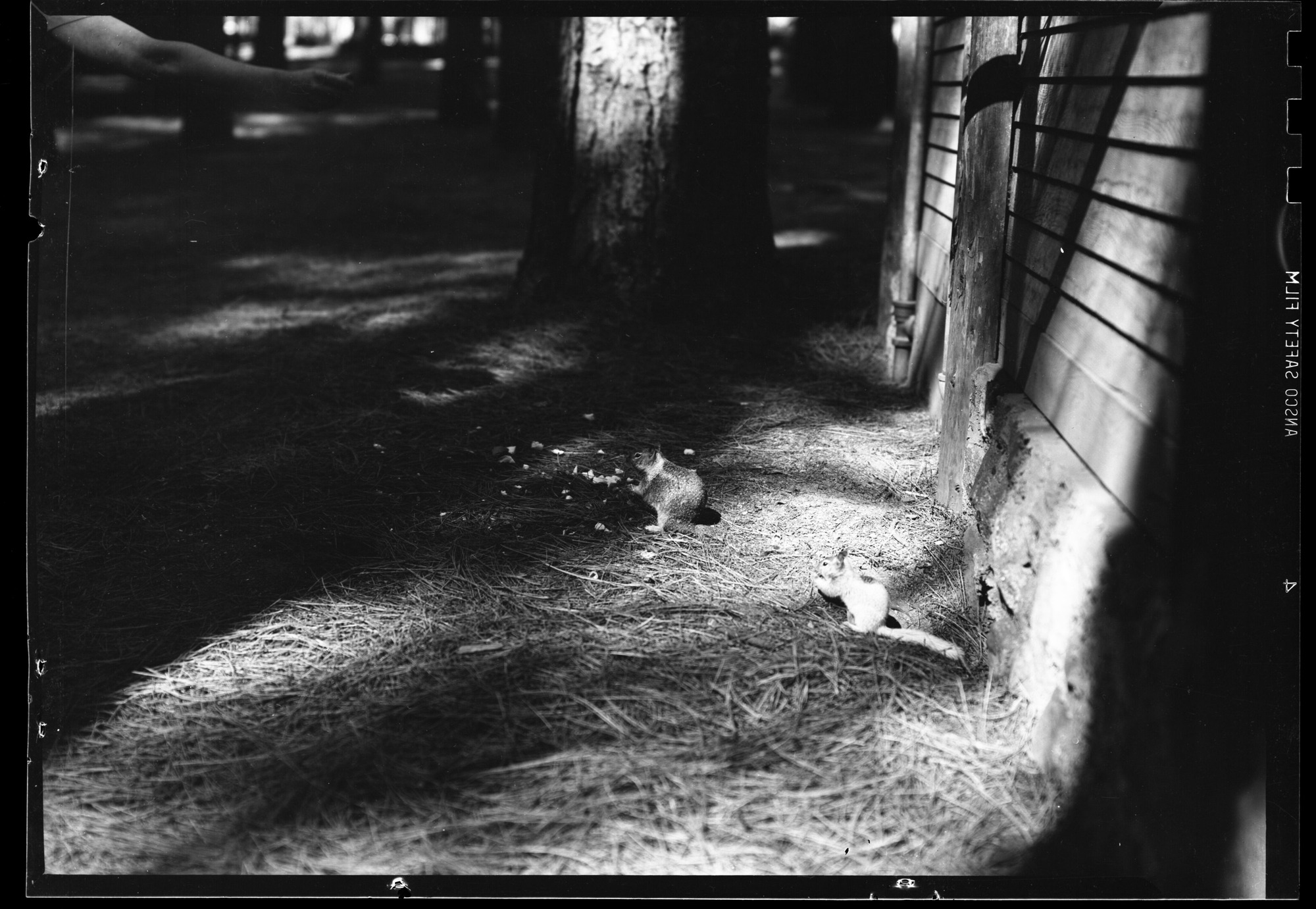 California Ground Squirrels
