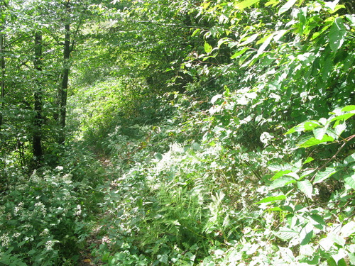 GRSM Accuracy Assessment. Plot Code: GRSM_AA_0467_5