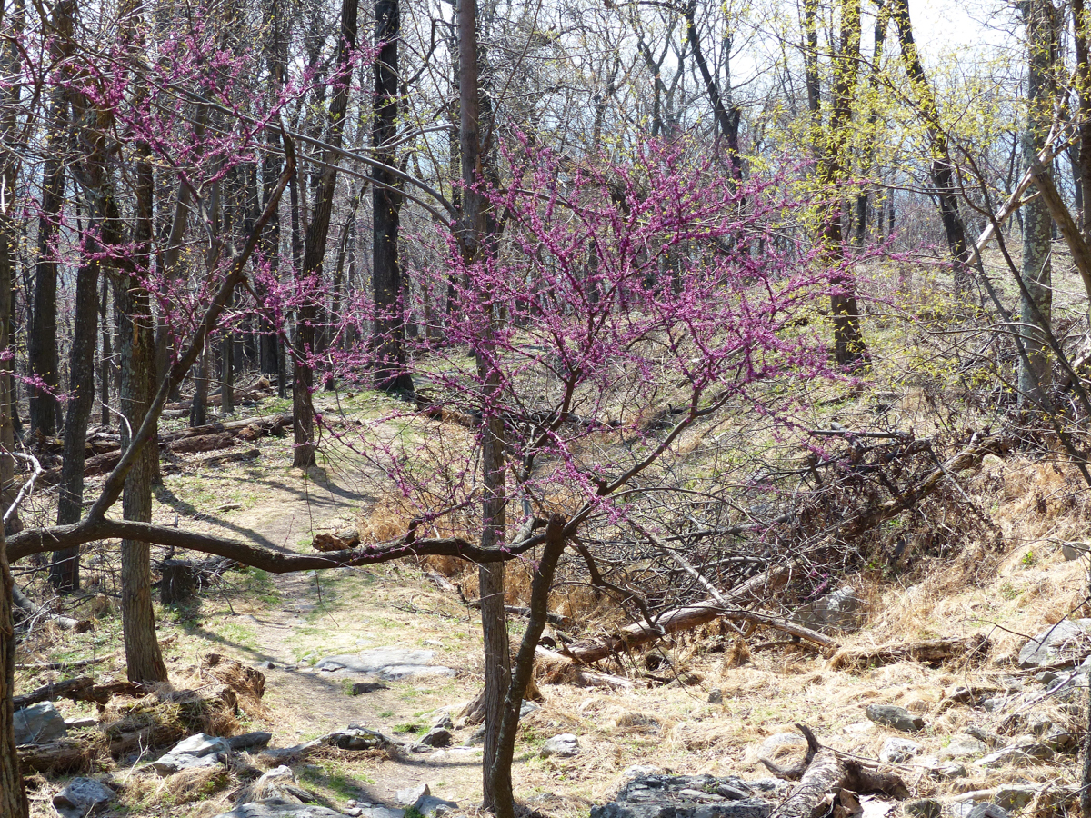 Eastern redbud