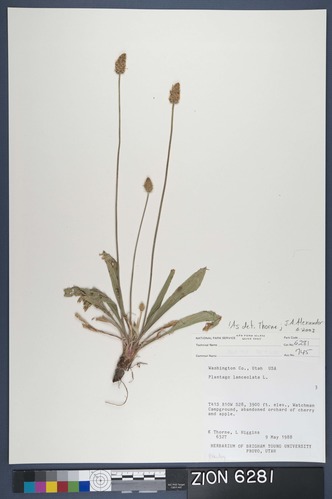 Herbarium Specimen Sheet 6281