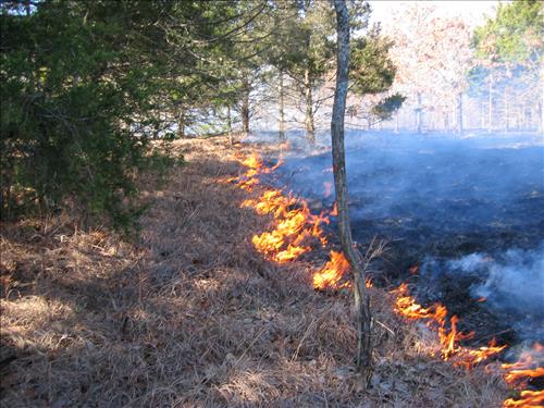 Prescribed burning at Buffalo National River