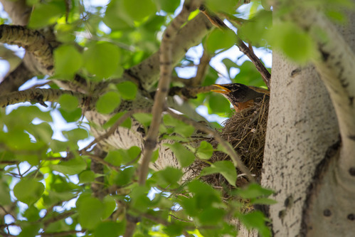 A robin sticks its head out of a nest behind a tree trunk