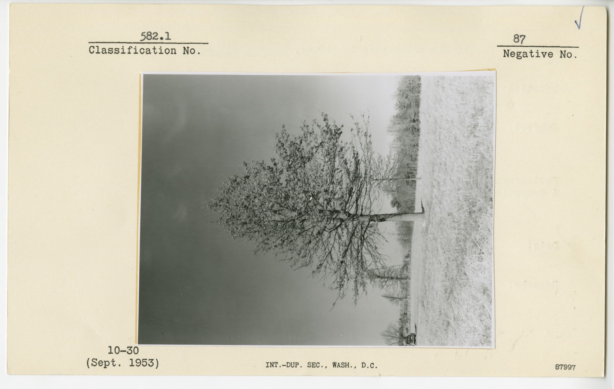 Pin Oak silhouette in winter, Quercus palustris