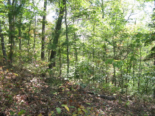 GRSM Accuracy Assessment. Plot Code: GRSM_AA_0234_6