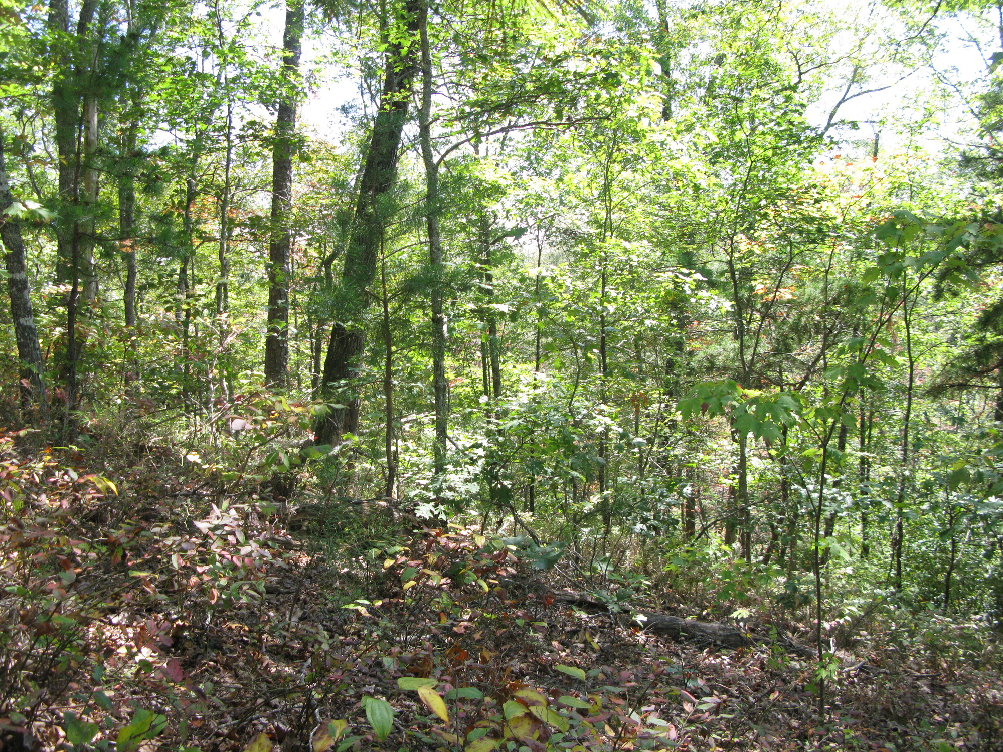 GRSM Accuracy Assessment. Plot Code: GRSM_AA_0234_6