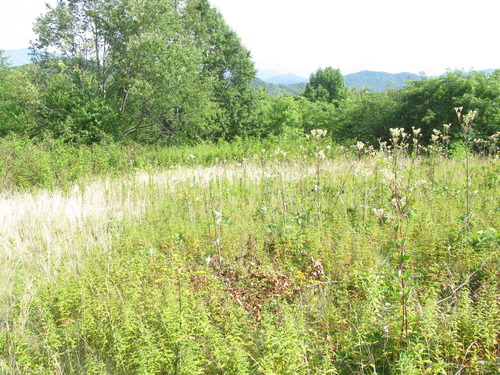 GRSM Accuracy Assessment. Plot Code: GRSM_AA_0181_6