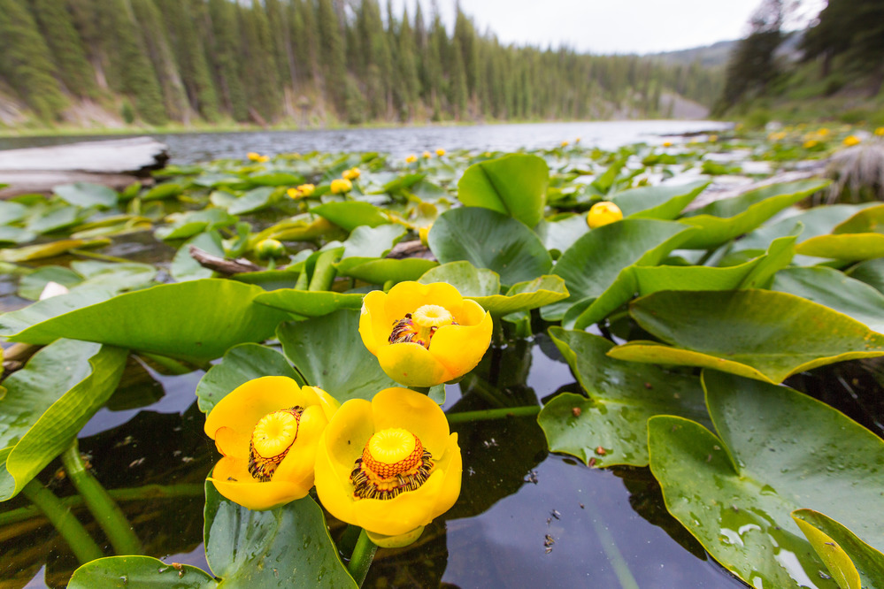 Blooming lily pads, Lost Lake