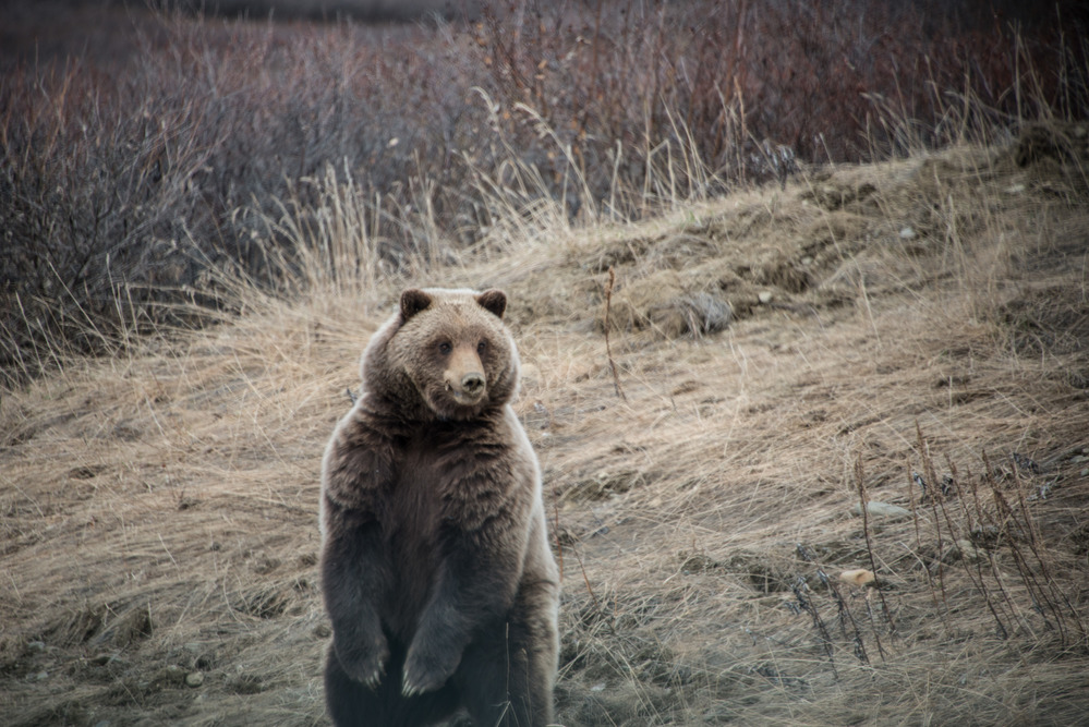 a large bear on its hind legs