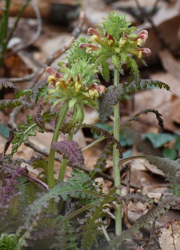 Two stems supporting green spiky buds resting on yellow-pinkish petals with purple-green leaves.