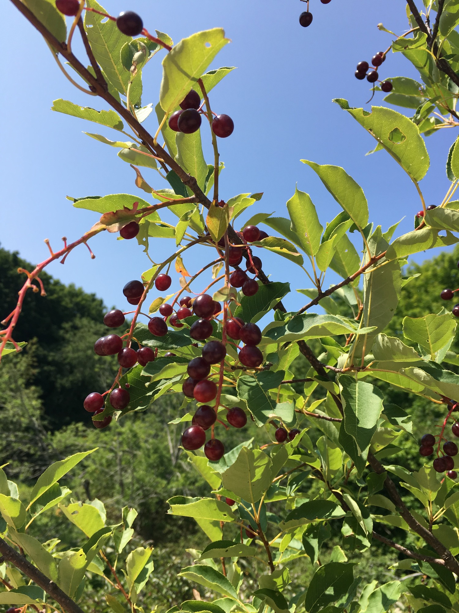 The small tree  produces crimson to deep red fruit growing in clusters.