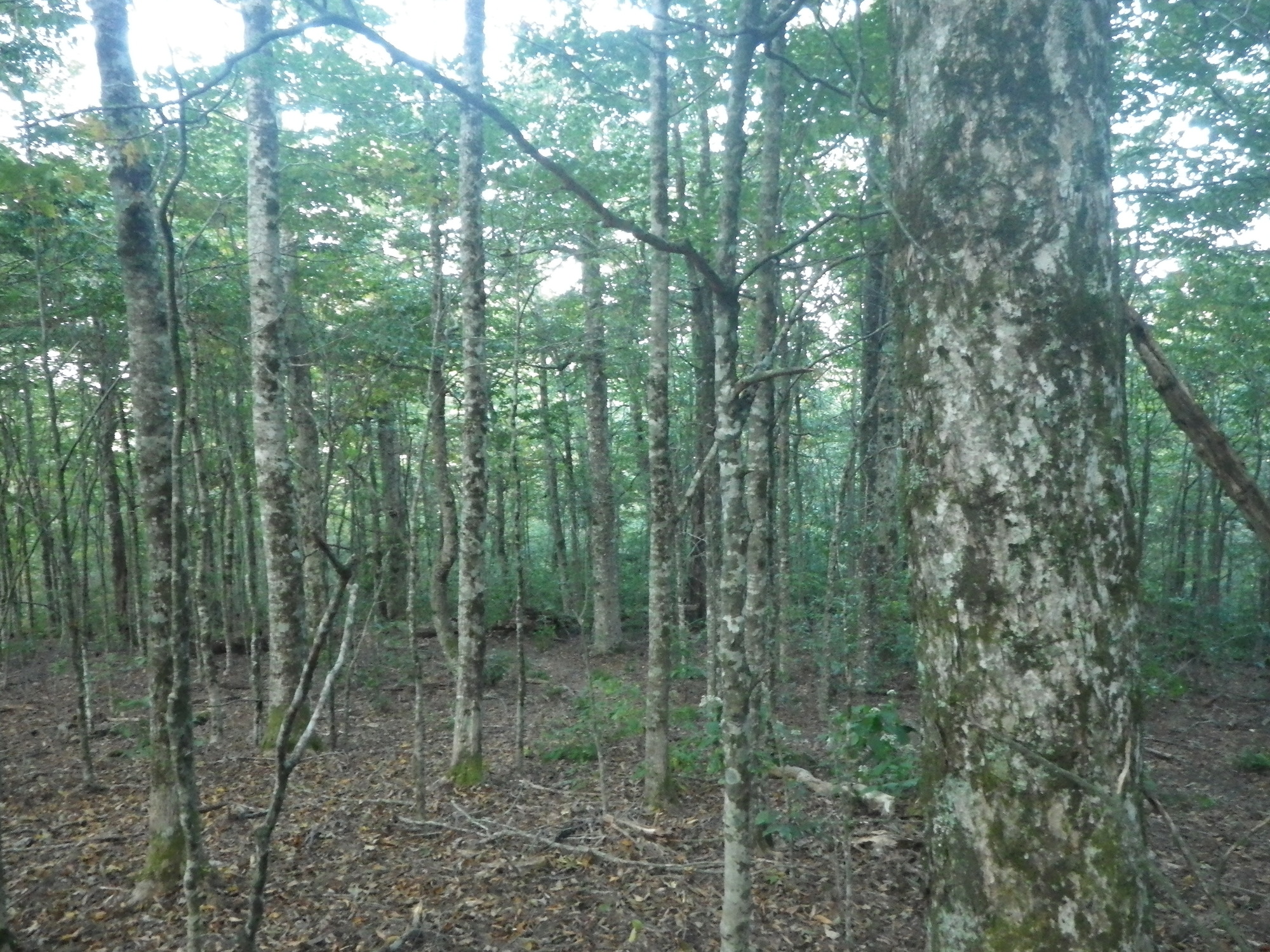 GRSM Accuracy Assessment. Plot Code: GRSM_AA_0216_5