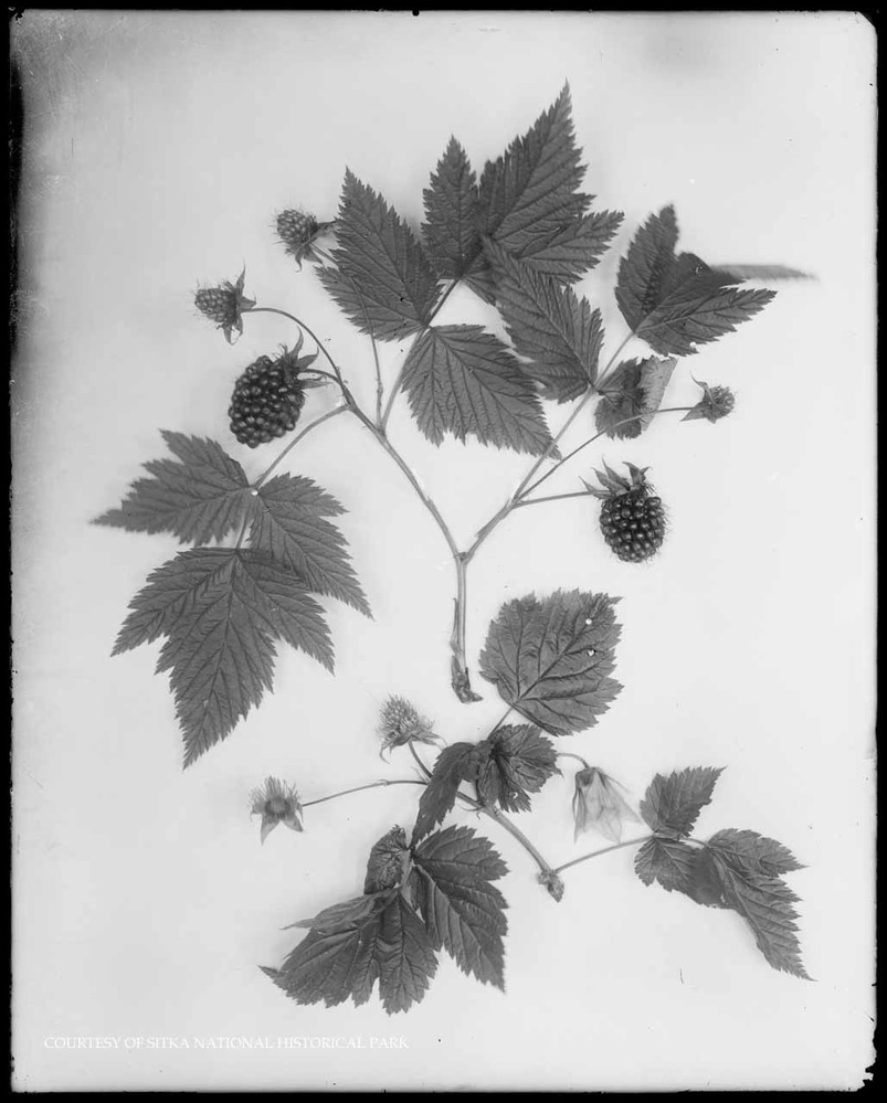 Salmonberry branches with leaves and fruits.