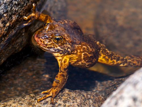 Sierra Nevada Yellow-legged Frogs in Kings Canyon National Park in August 2012 and 2014.