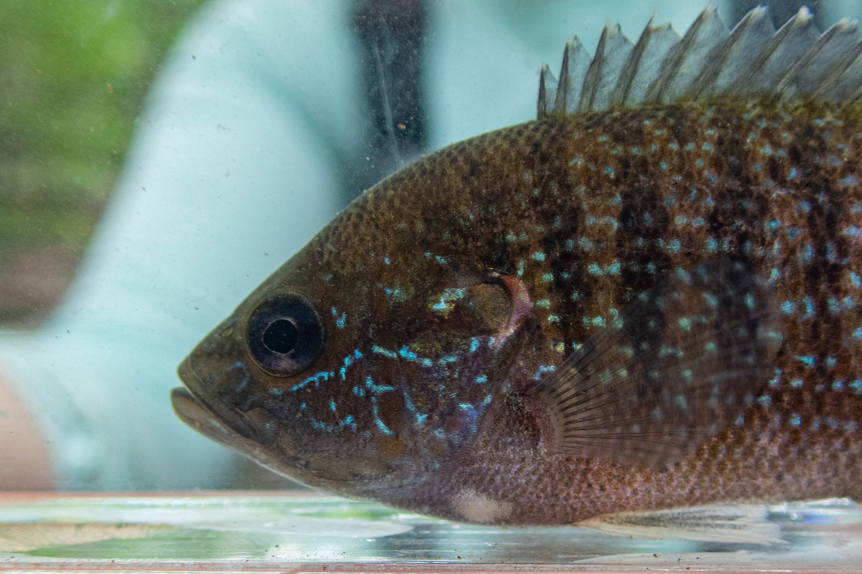 Lepomis cyanellus (green sunfish) - head and opercle, adult