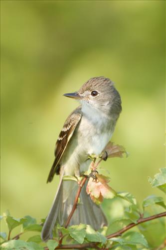 Willow flycatcher in Cuyahoga Valley National Park
