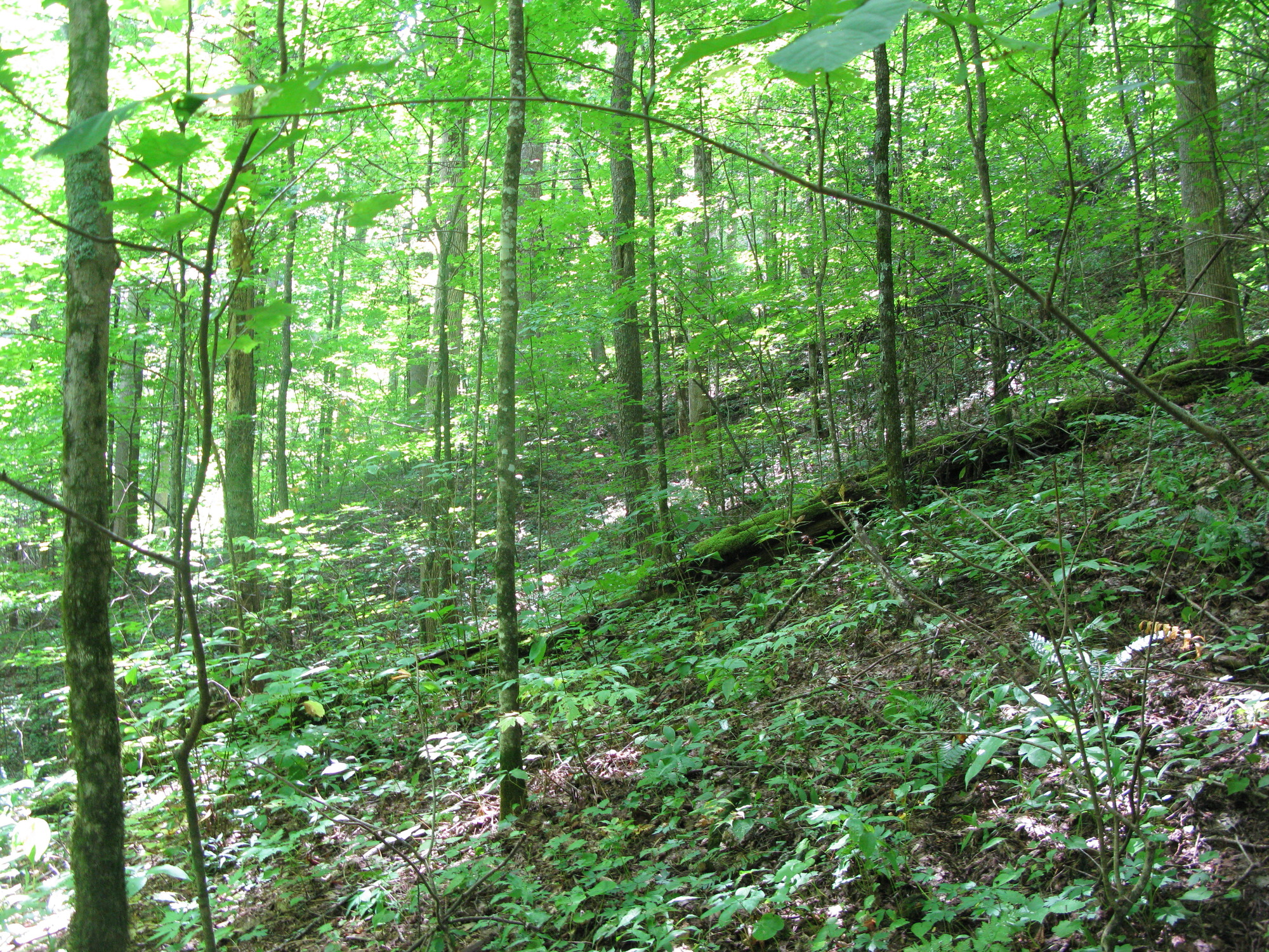 GRSM Accuracy Assessment. Plot Code: GRSM_AA_0205_4