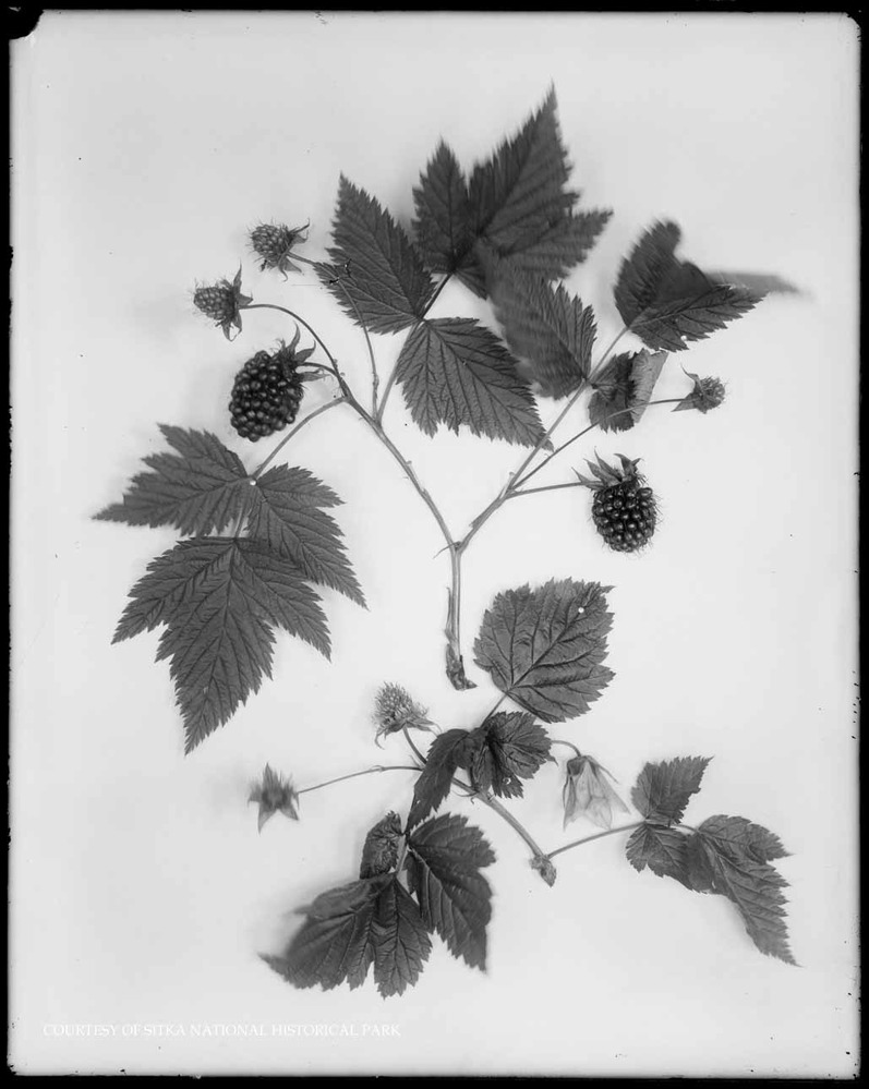 Basket star specimen.