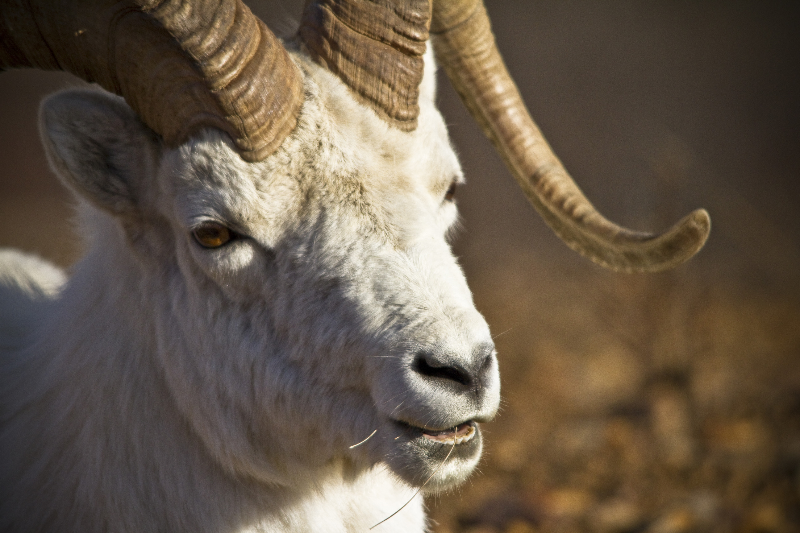 a ram with grass in its mouth