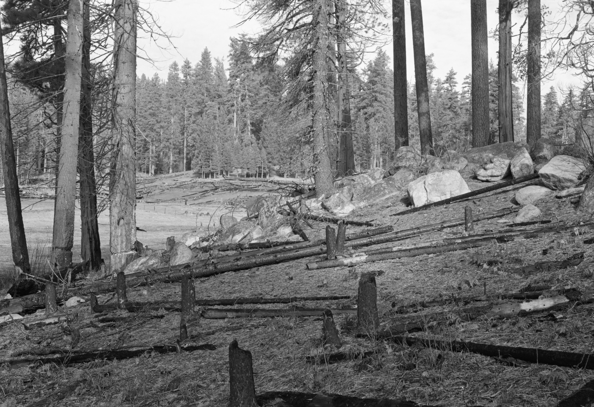 Looking north along side of meadow at Cuneo property.