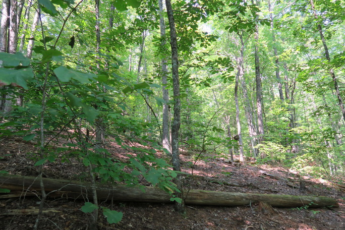 GRSM Accuracy Assessment. Plot Code: GRSM_AA_0955_2