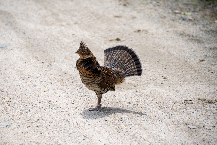 A ruffed grouse holds black and white tail feathers up on gravel road 