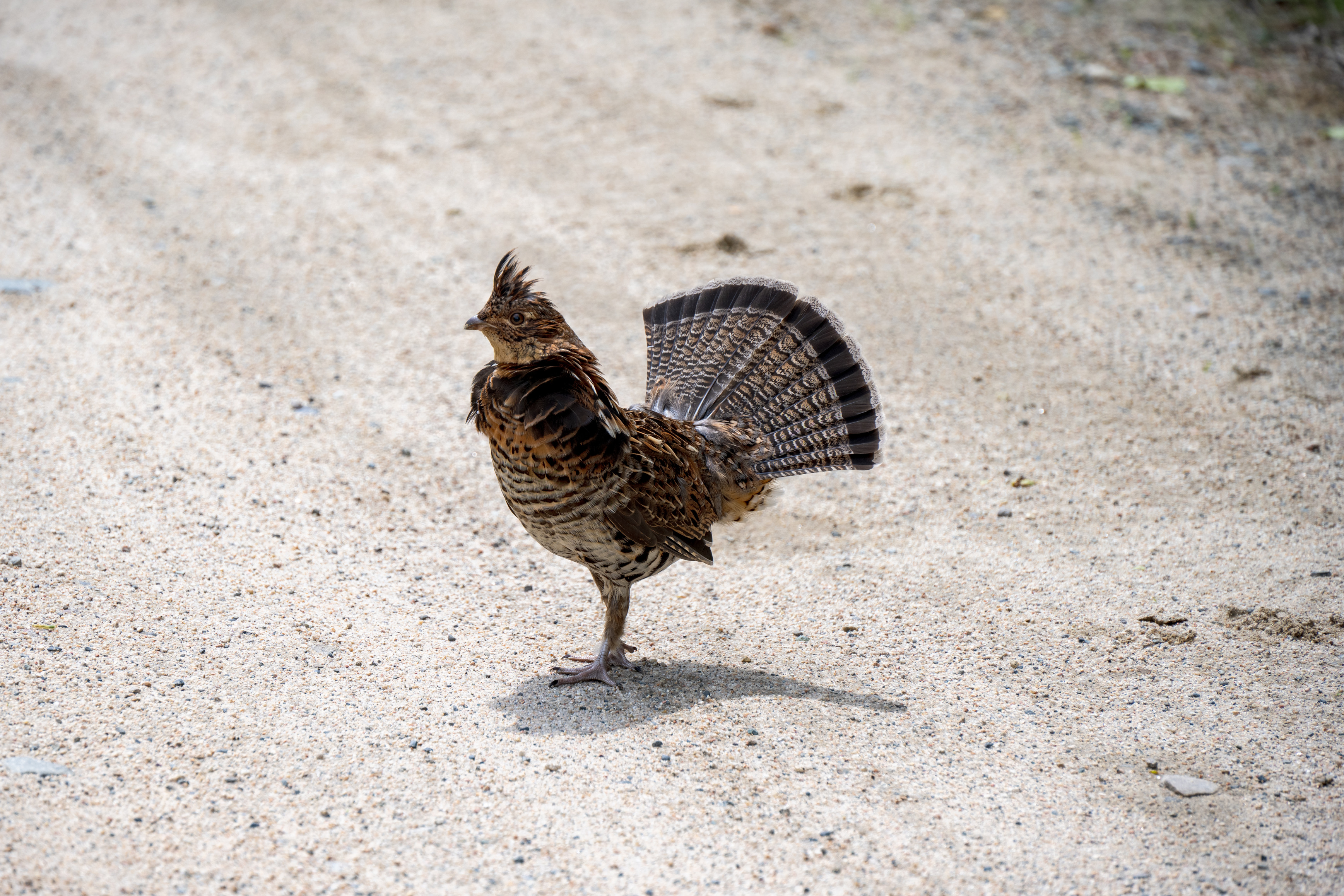 A ruffed grouse holds black and white tail feathers up on gravel road 