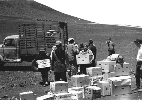 Transporting the nene