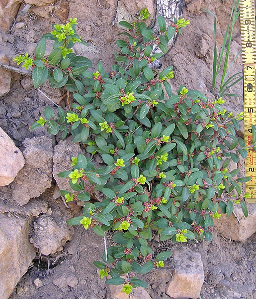 mountain lover also known as boxleaf myrtle