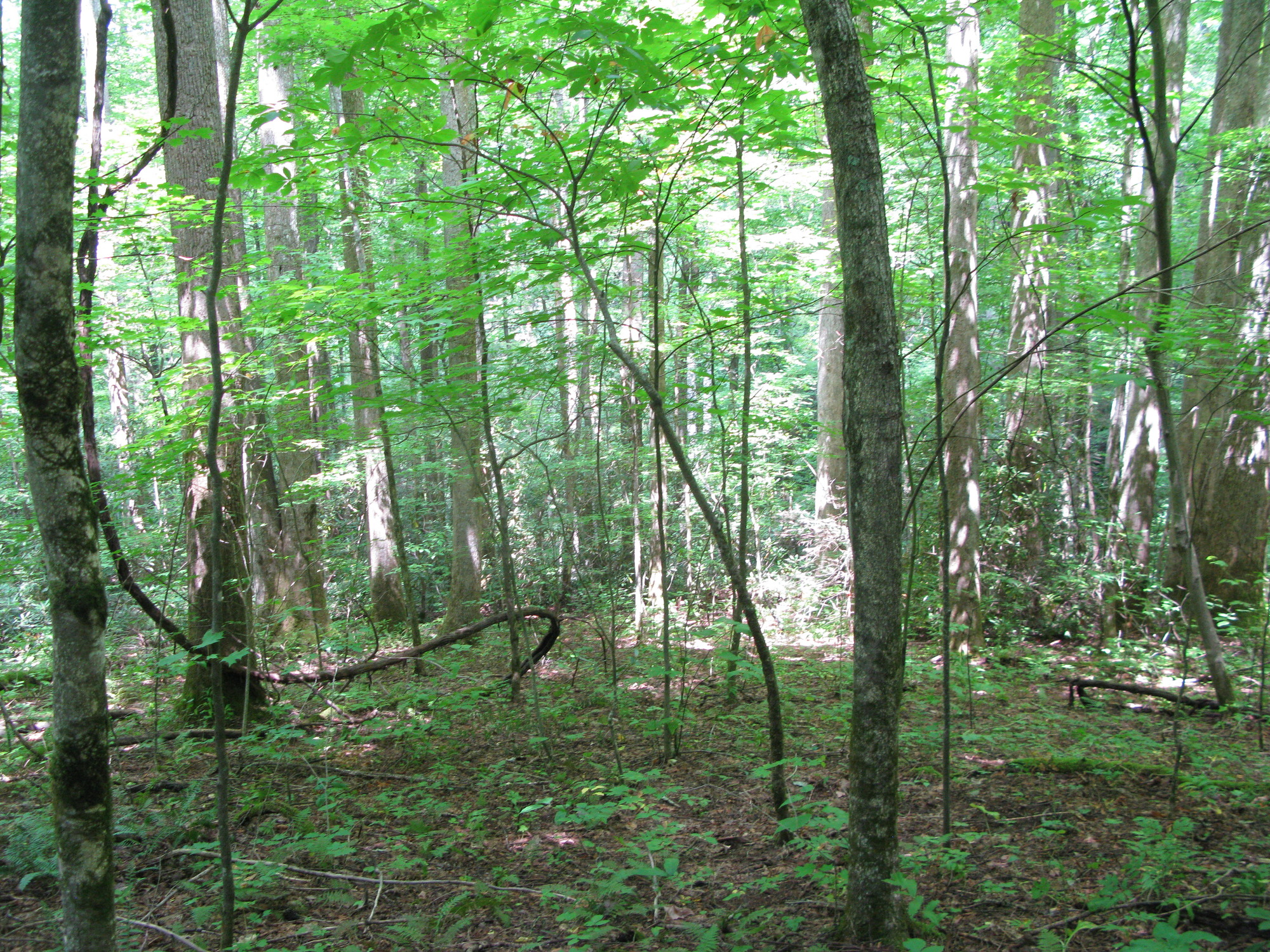 GRSM Accuracy Assessment. Plot Code: GRSM_AA_0927_2