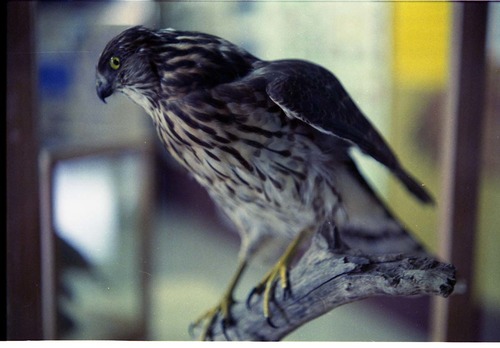 Color Photos of stuffed animals in the old visitor center exhibits.