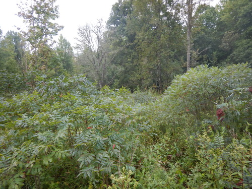 GRSM Accuracy Assessment. Plot Code: GRSM_AA_0690_4