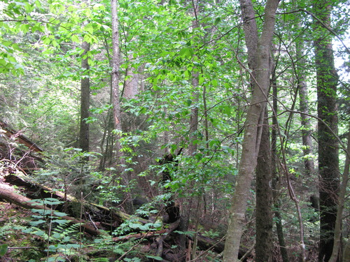 GRSM Accuracy Assessment. Plot Code: GRSM_AA_0138_3