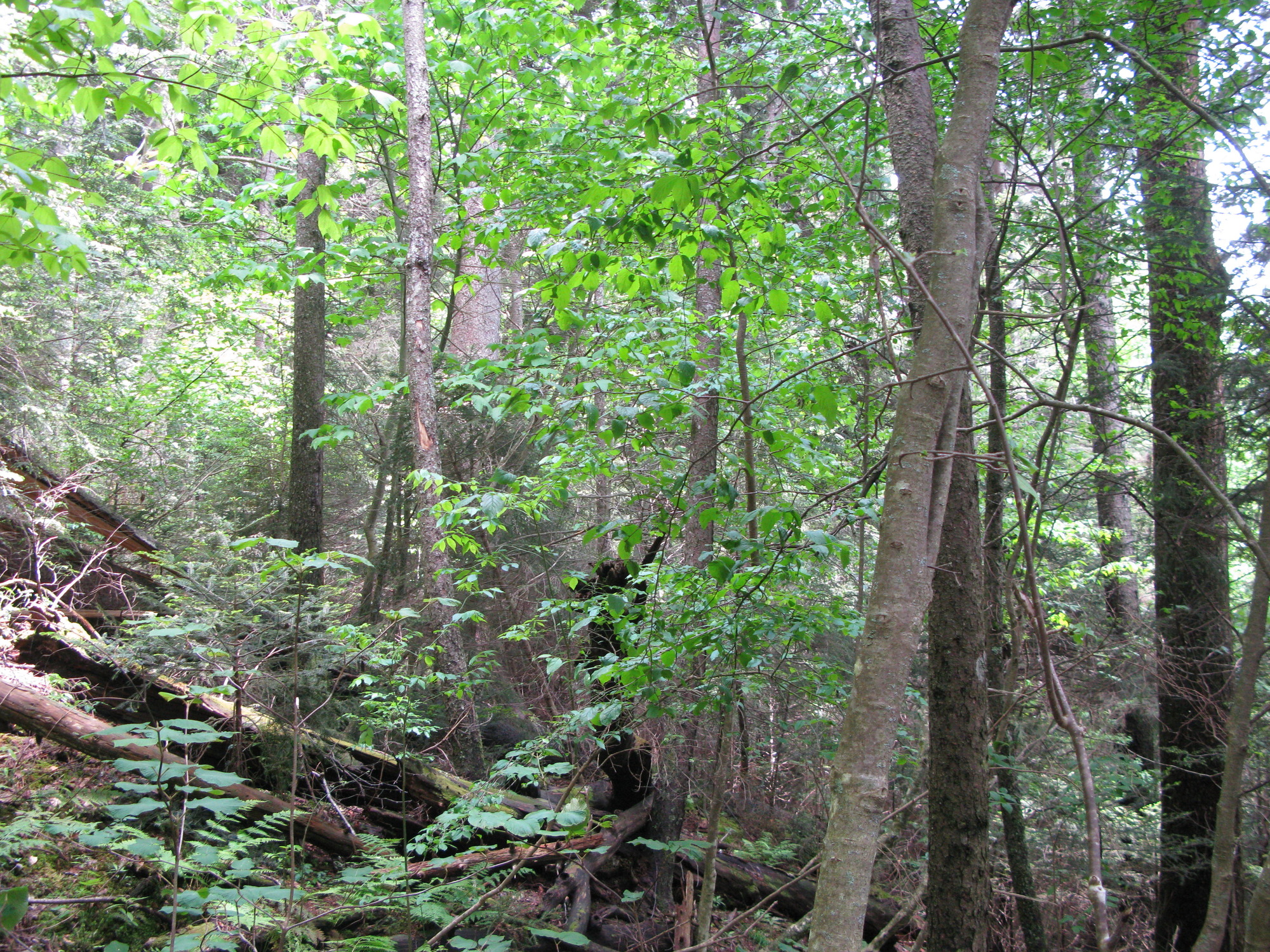 GRSM Accuracy Assessment. Plot Code: GRSM_AA_0138_3