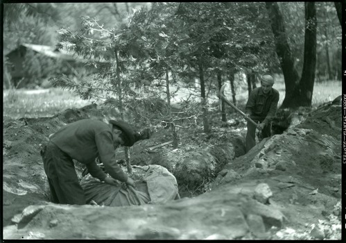 Planting trees in the cemetery. (CCC?)