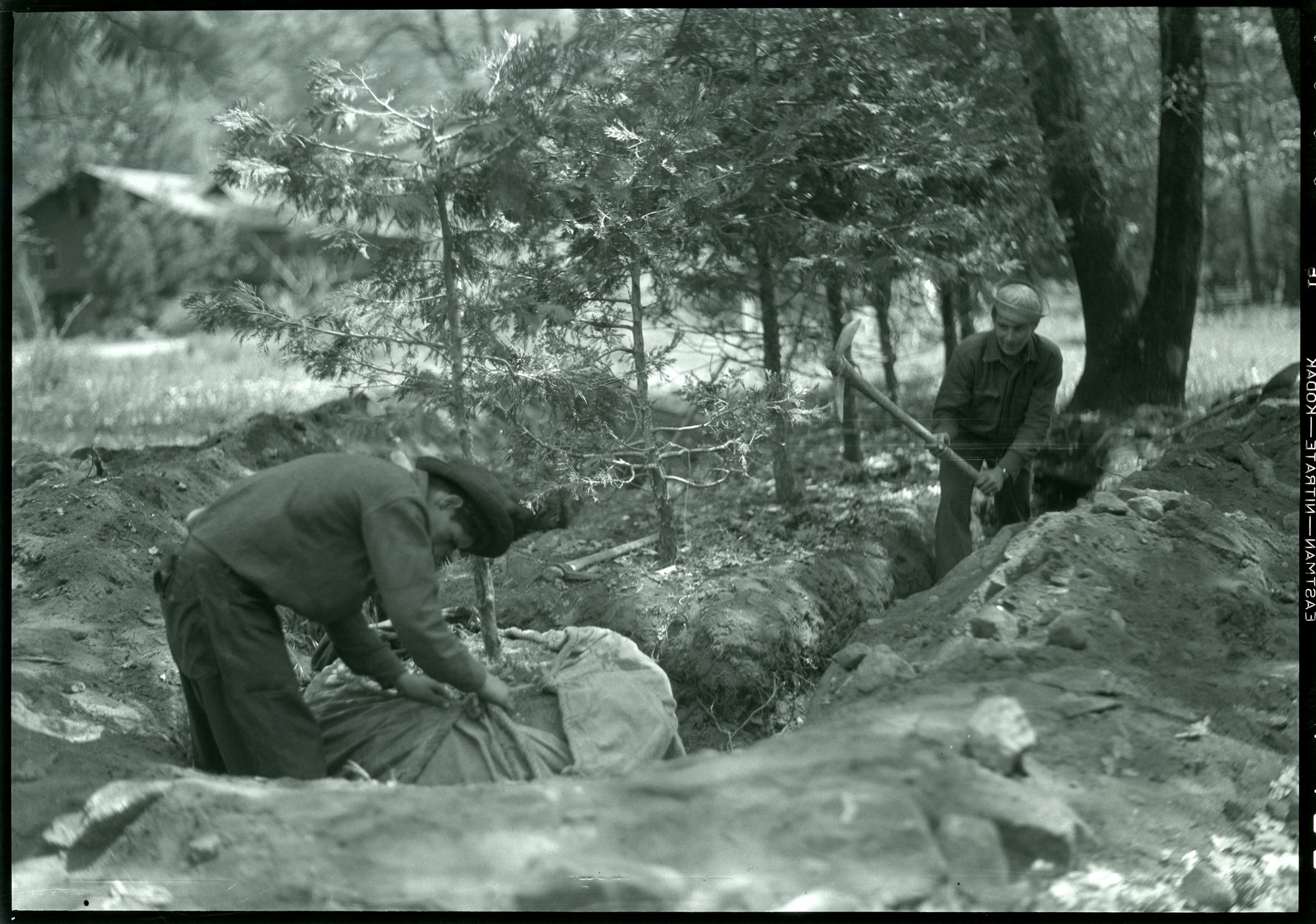 Planting trees in the cemetery. (CCC?)