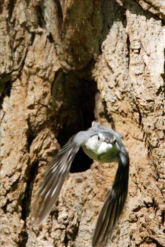 White-breasted nuthatch in Cuyahoga Valley National Park