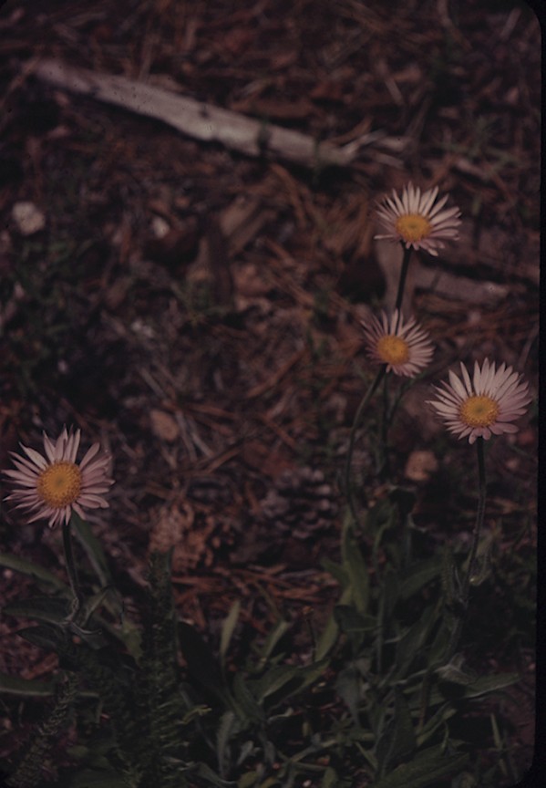 Peregay Mdw Yosemite Erigeram