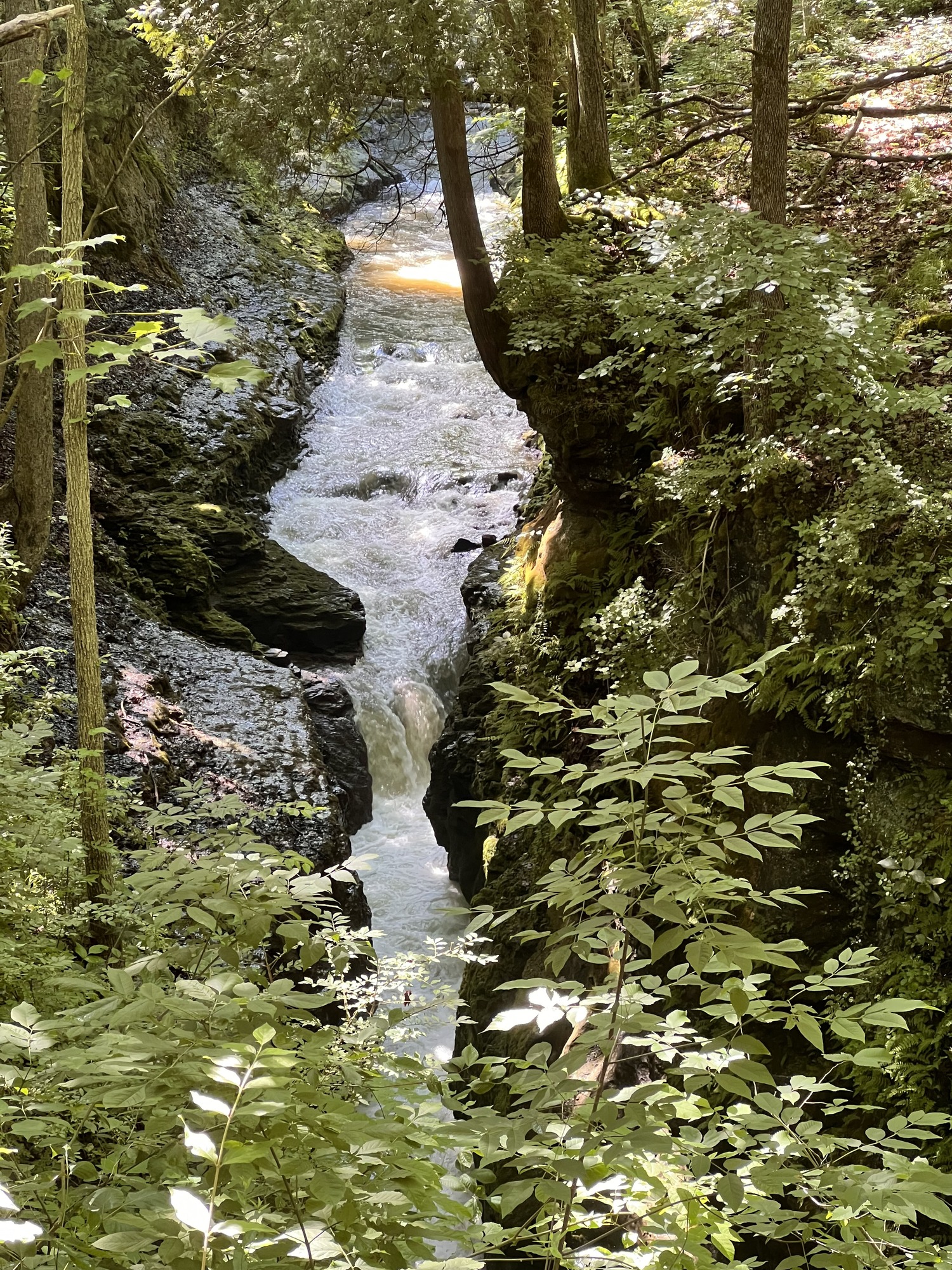 Water rushes through a narrow gorge in a lush green forest at Clifton Gorge National Natural Landmark